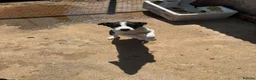Border Collie dogs for sale: Border collie pups  - Advert 5