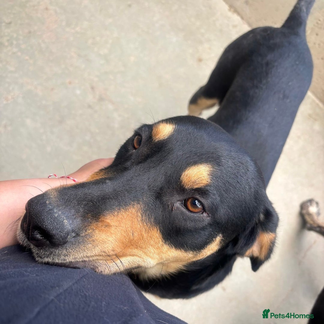 Mixed Breed dogs for adoption: Parker (Hound mix) - Image 21