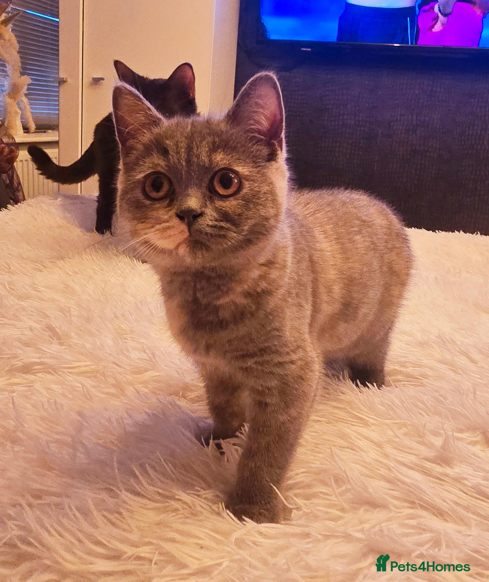 British Shorthair cats Ready to leave kittens looking for a forever home  - Advert 18