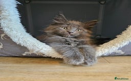 Maine Coon cats for sale: 🔥*Stunning Litter of 8💎Solid Blue Maine Coon*🔥  - Image 24
