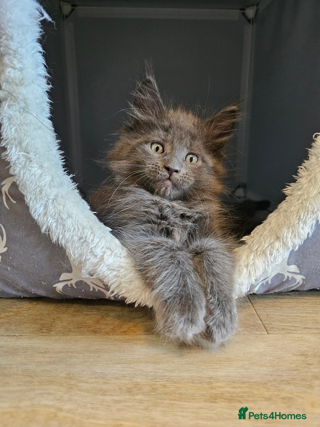 Maine Coon cats for sale: 🔥*Stunning Litter of 8💎Solid Blue Maine Coon*🔥  - Image 24