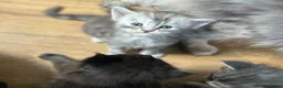 Maine Coon cats for sale: Beautiful Mainecoon kittens  - Advert 3