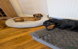 Dachshund dogs for sale: Three Miniature Dachshund puppies ready for sale  - Image 9