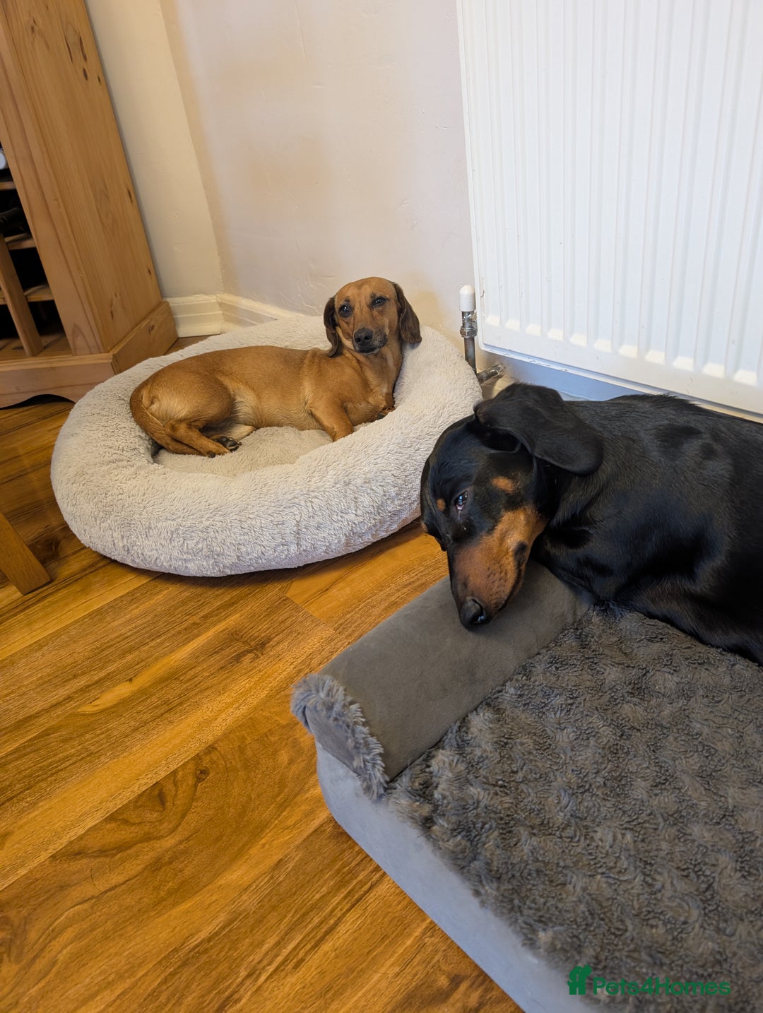 Dachshund dogs for sale: Three Miniature Dachshund puppies ready for sale  - Image 9