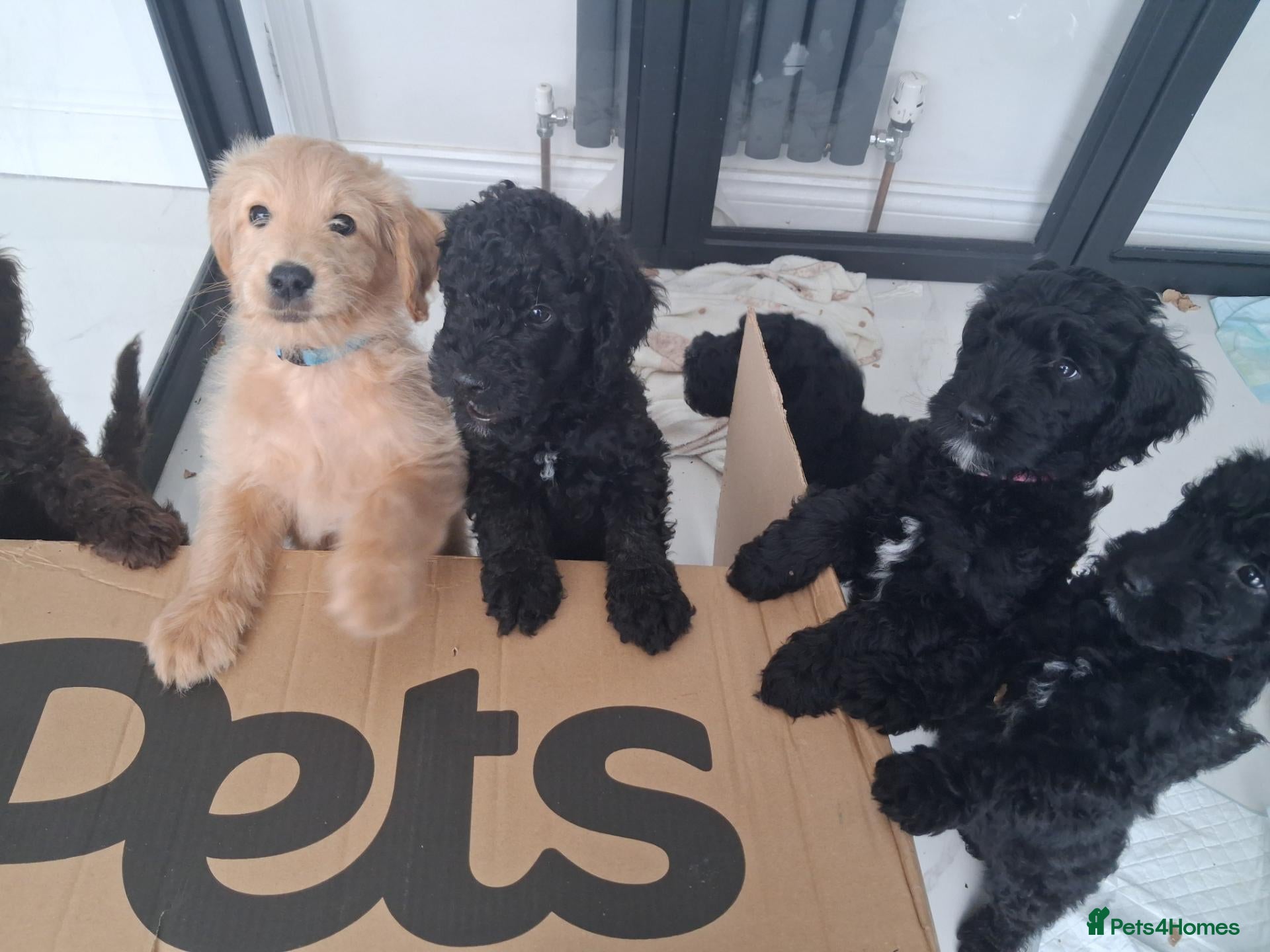 Goldendoodle dogs  Medium Goldendoodle puppies - Advert 2