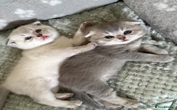 Scottish Fold cats for sale: Scottish  fold 💙🩷 - Image 3
