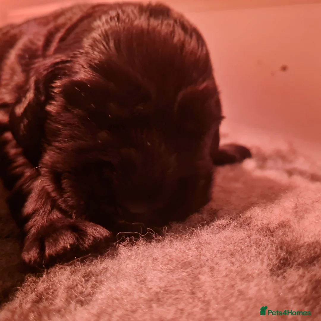 Cocker Spaniel dogs for sale: Health tested Show Cocker Spaniel puppies - Advert 5