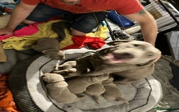 Labrador Retriever dogs for sale: 5 silver Labrador boys, Hackney - Image 4