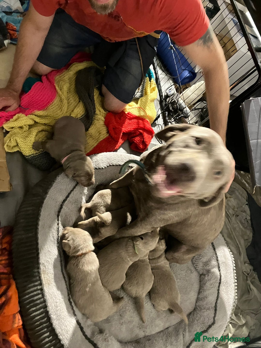 Labrador Retriever dogs for sale: 5 silver Labrador boys, Hackney - Image 4