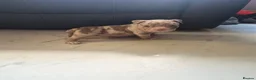 American Bully dogs for sale: American pocket bullies  - Advert 7