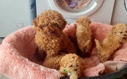 Maltipoo dogs for sale: ONLY 1 Exceptional korean maltipoo left - Image 8