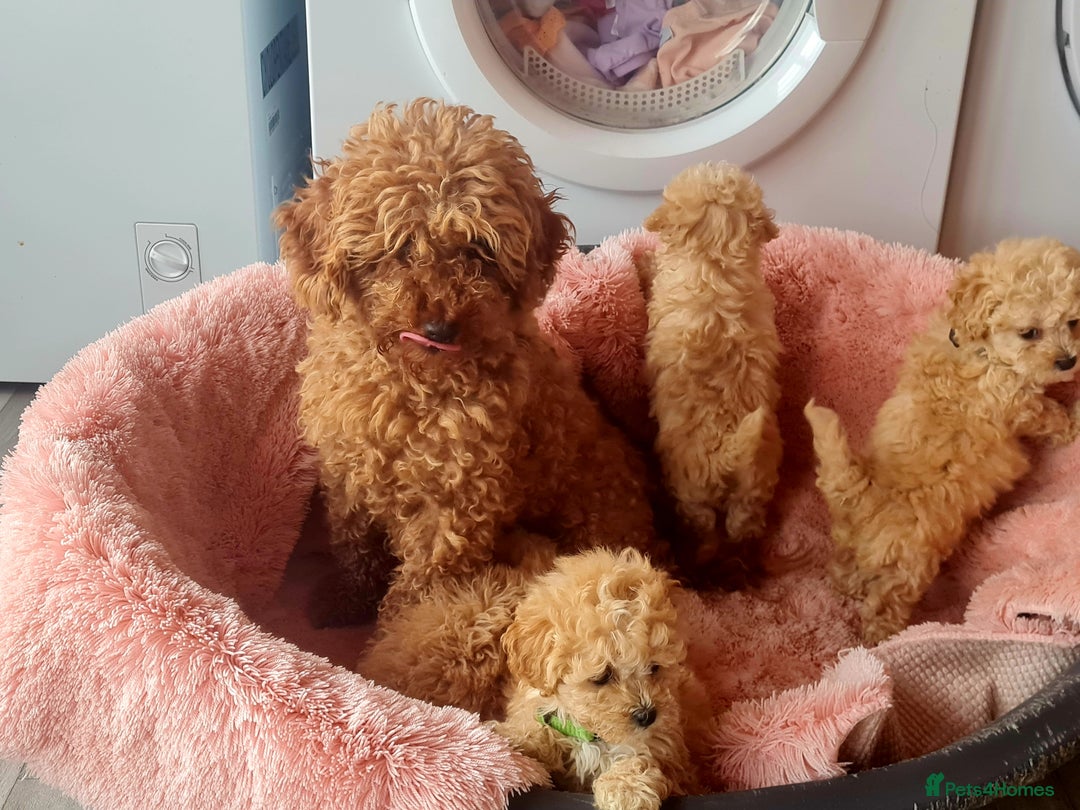 Maltipoo dogs for sale: ONLY 1 Exceptional korean maltipoo left - Image 8