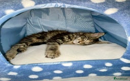 Maine Coon cats for sale: Pedigree Maine Coon kittens - Image 20
