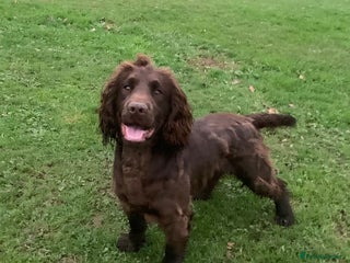 Cocker Spaniel dogs in Ammanford - Advert 2