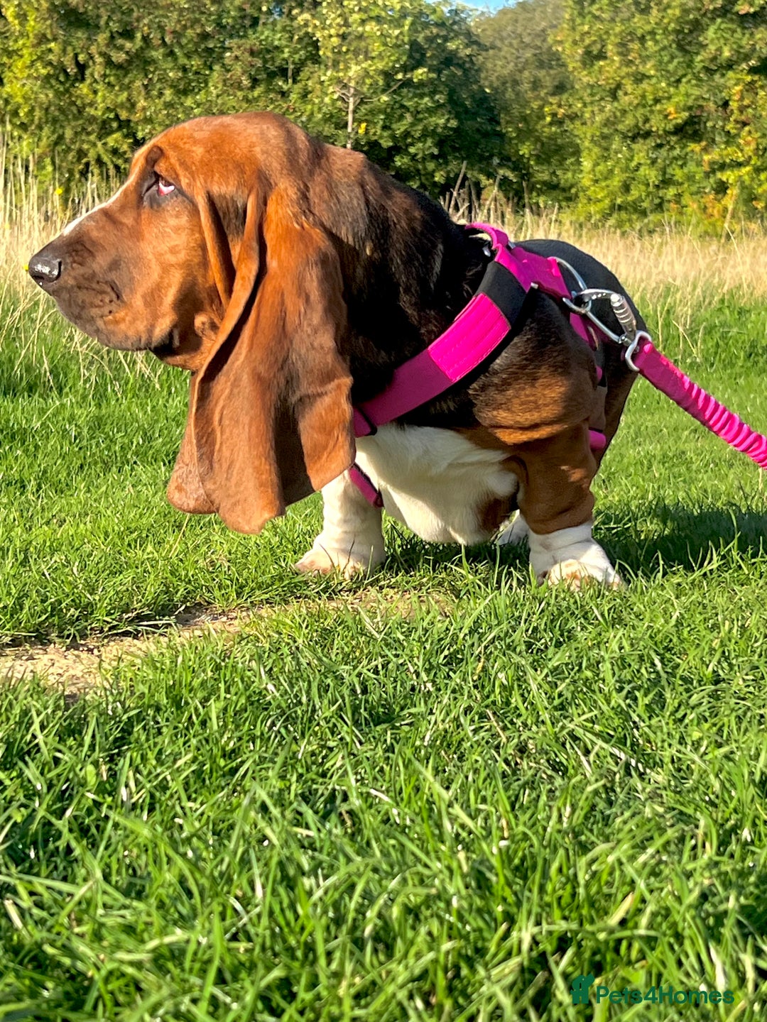 Basset Hound dogs for sale: 5 months old female basset hound - Advert 12