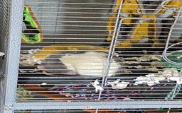 Rat rodents for sale: 2 friendly male rats  - Image 8