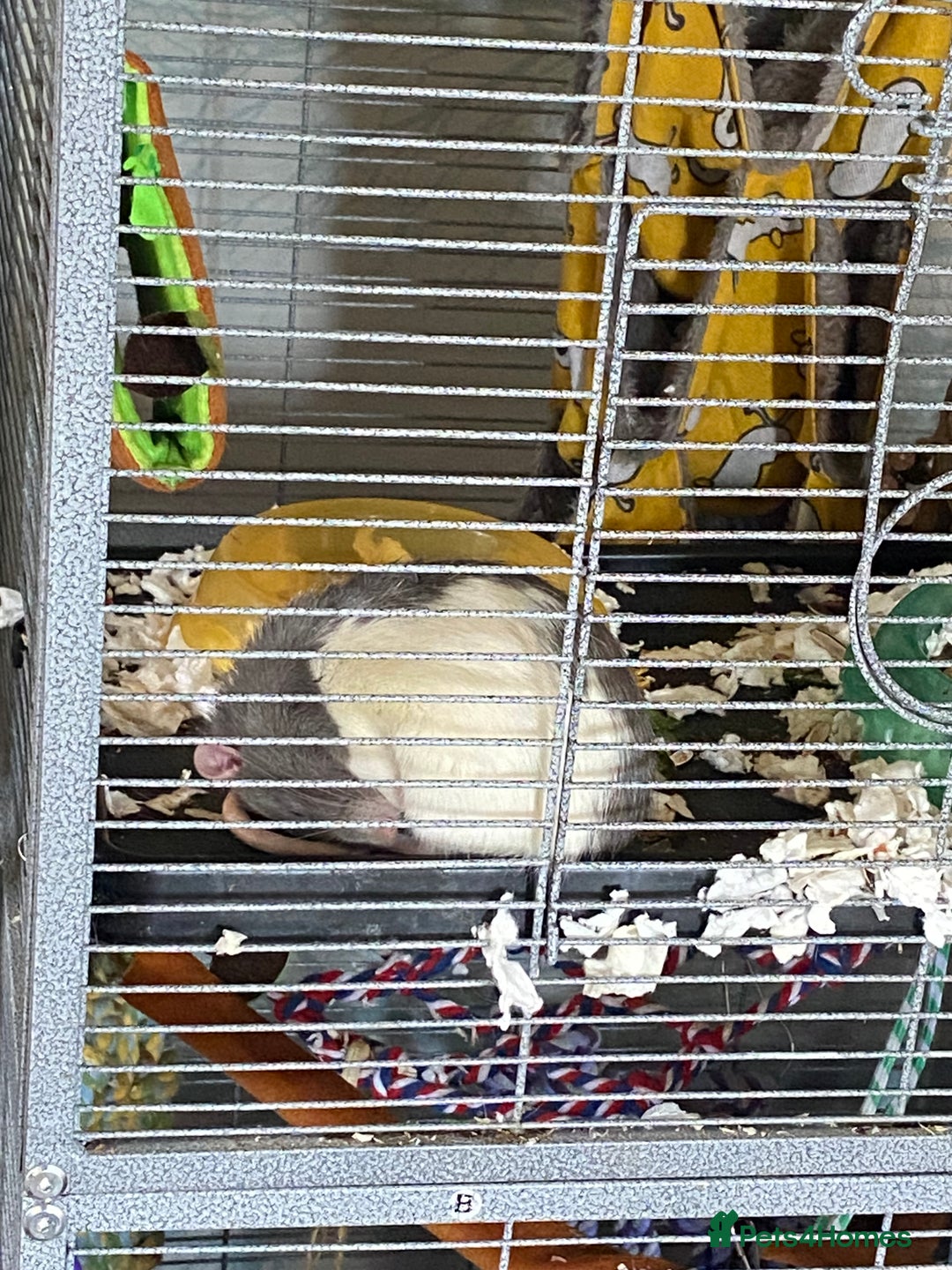 Rat rodents for sale: 2 friendly male rats  - Image 8