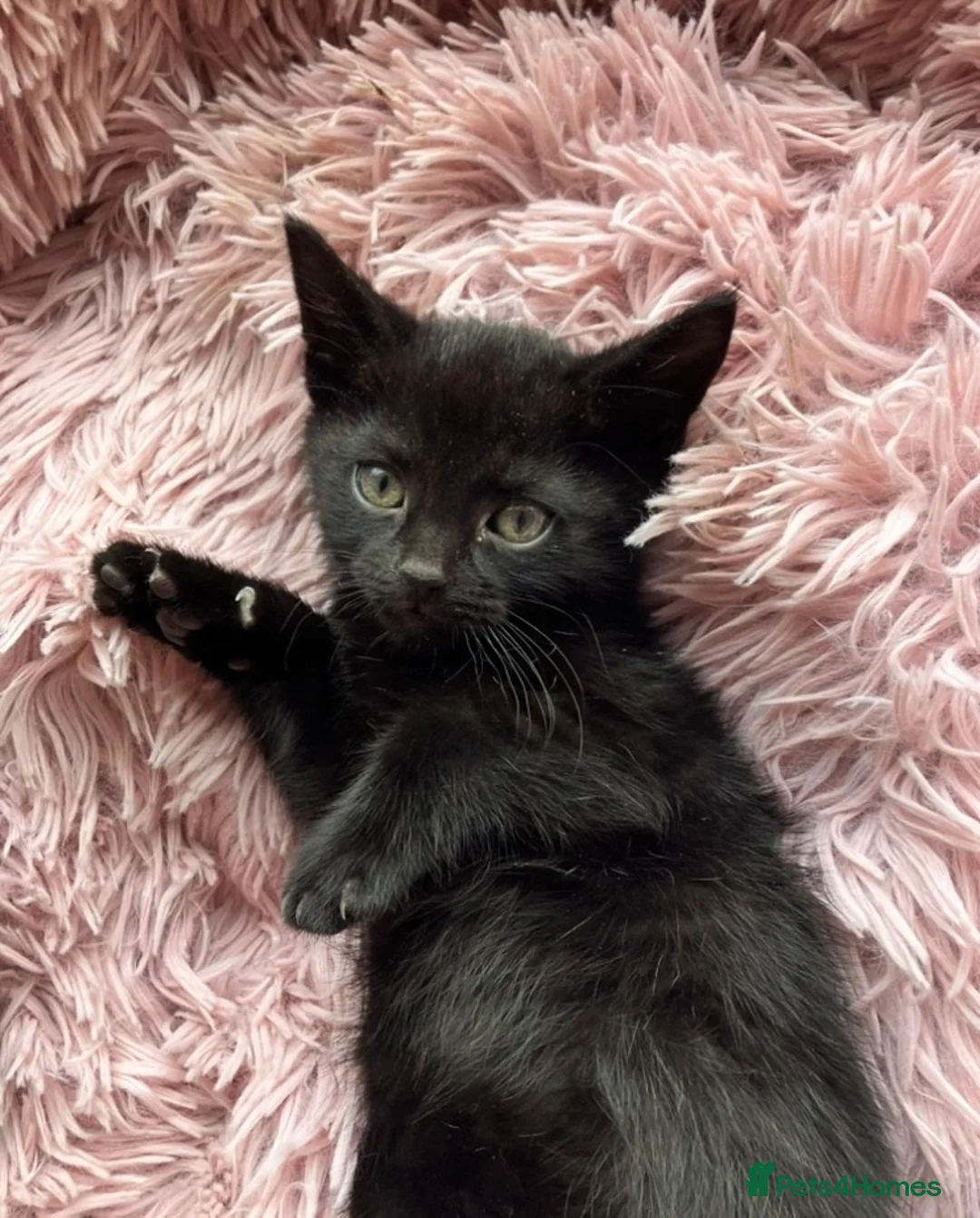 Mixed Breed cats for sale: Lovely litter of kittens  - Advert 11