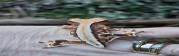 Gecko reptiles for sale: Various crested geckos - Advert 7