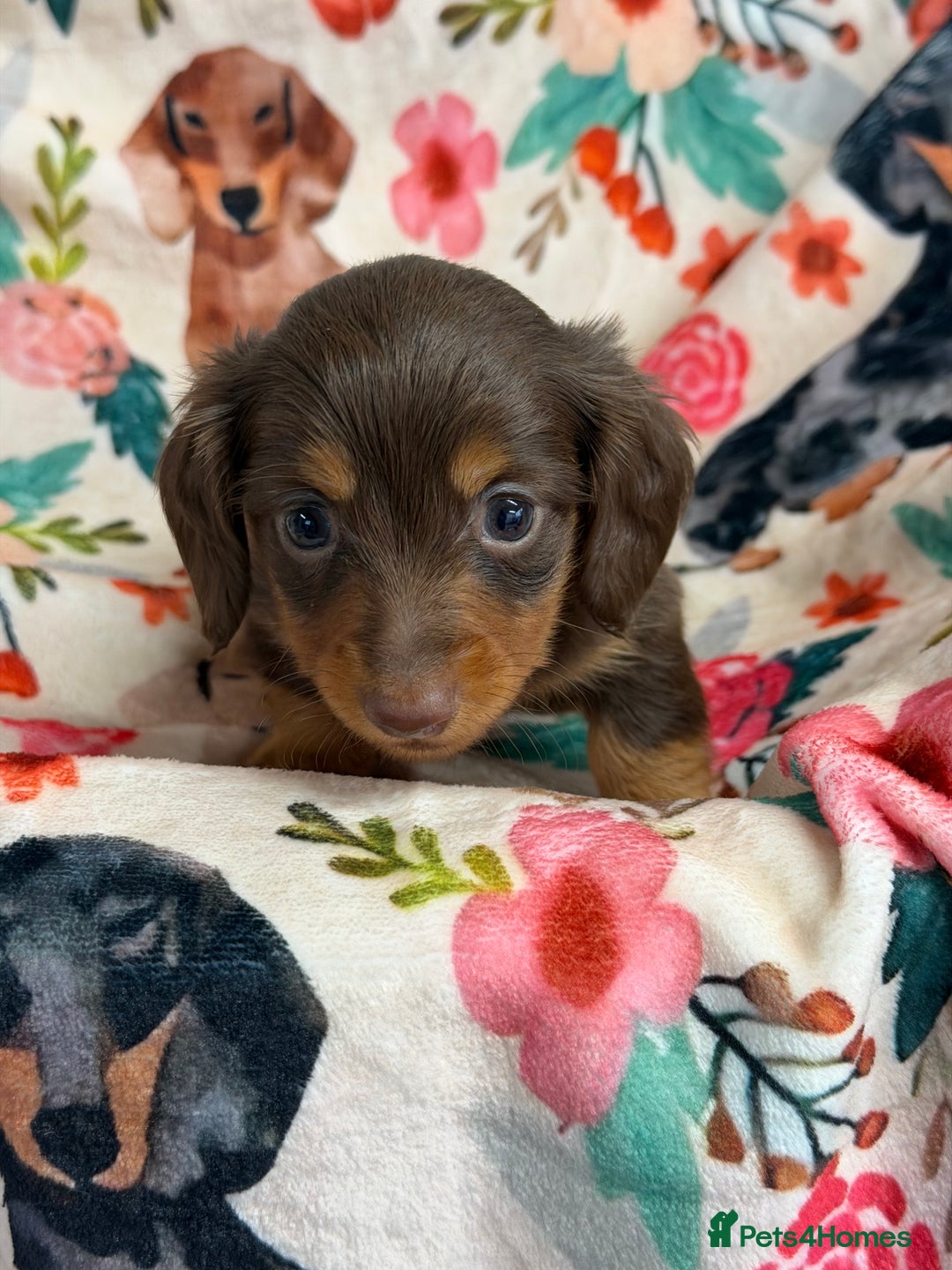 Miniature Dachshund dogs for sale: 2 left Long haired mini dachshund pups  - Advert 2