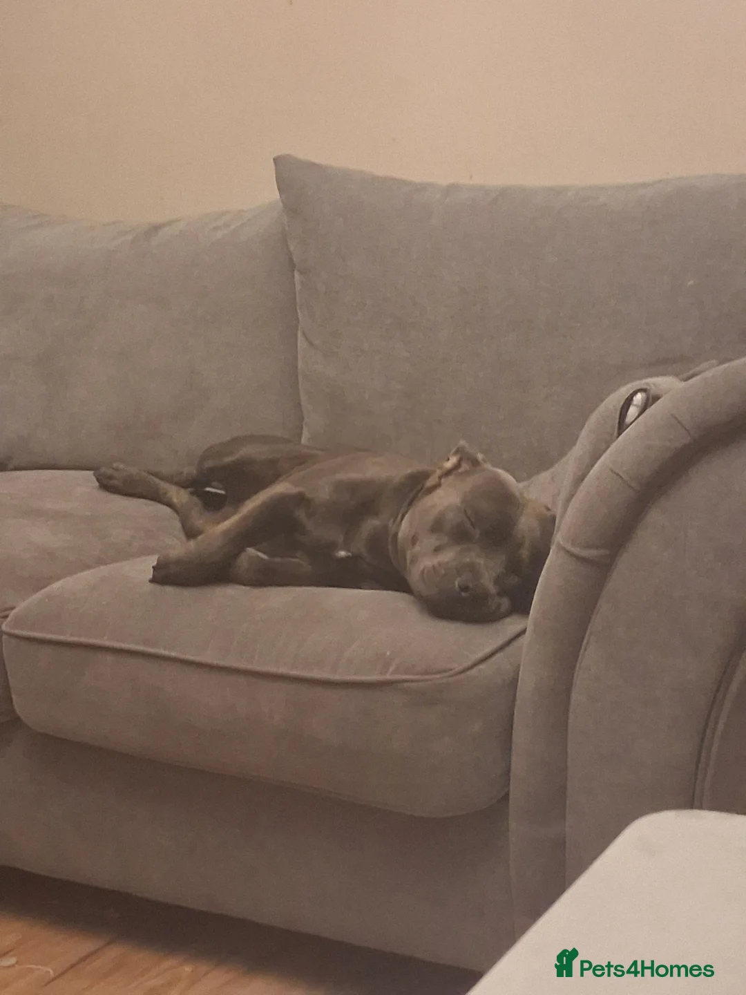 Staffordshire Bull Terrier dogs for sale: Male Blue staffy Troy - Advert 10