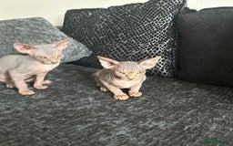 Sphynx cats for sale: Two bonded Sphynx cat brother  - Image 6