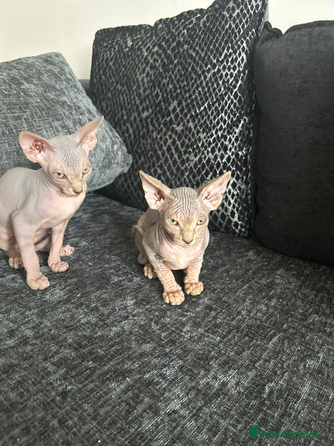 Sphynx cats for sale: Two bonded Sphynx cat brother  - Image 6