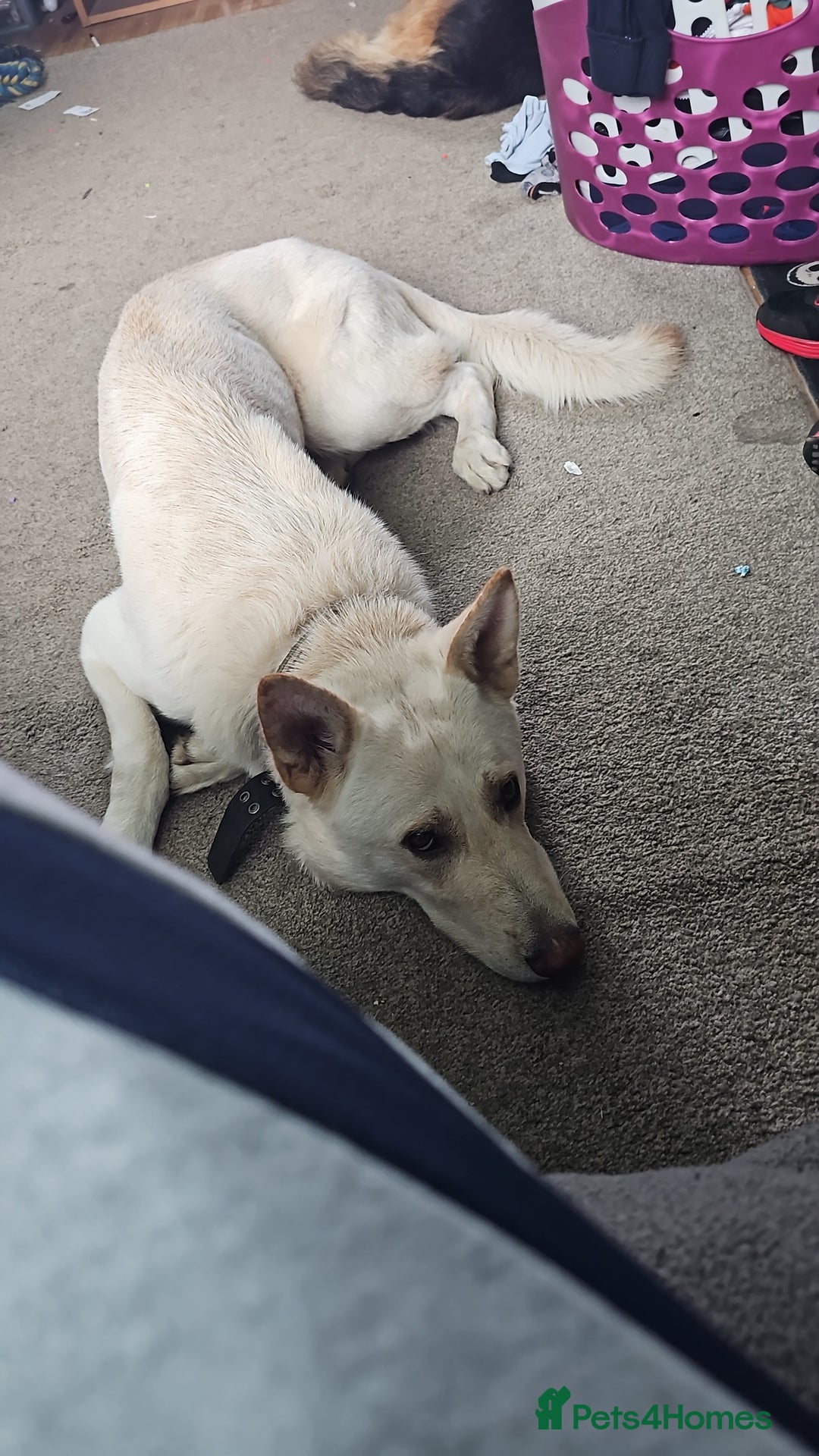 German Shepherd dogs for sale: Ghost 3yr old German Shepherd  - Image 5