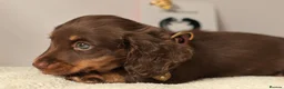 Miniature Dachshund dogs for sale: 5*Licensed Holistic +Kc reg+Pra Clear+Vet Checked - Advert 29
