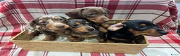 Miniature Dachshund dogs for sale: Miniature Dachshund puppies for sale - Advert 5