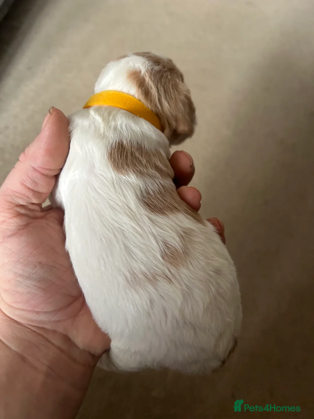 Cocker Spaniel dogs for sale: Working cocker pups - Advert 11