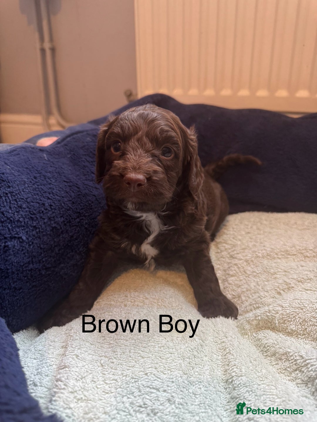 Cockapoo dogs for sale: Cockapoo puppies - Image 4