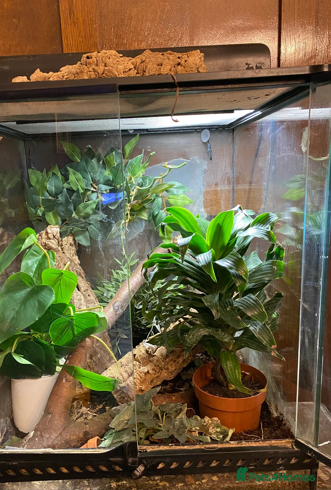 Gecko reptiles for sale: Stunning pair of breeding crested geckos with viv - Advert 12