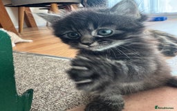 British Longhair cats for sale: Beautiful British longhair kittens - Image 4