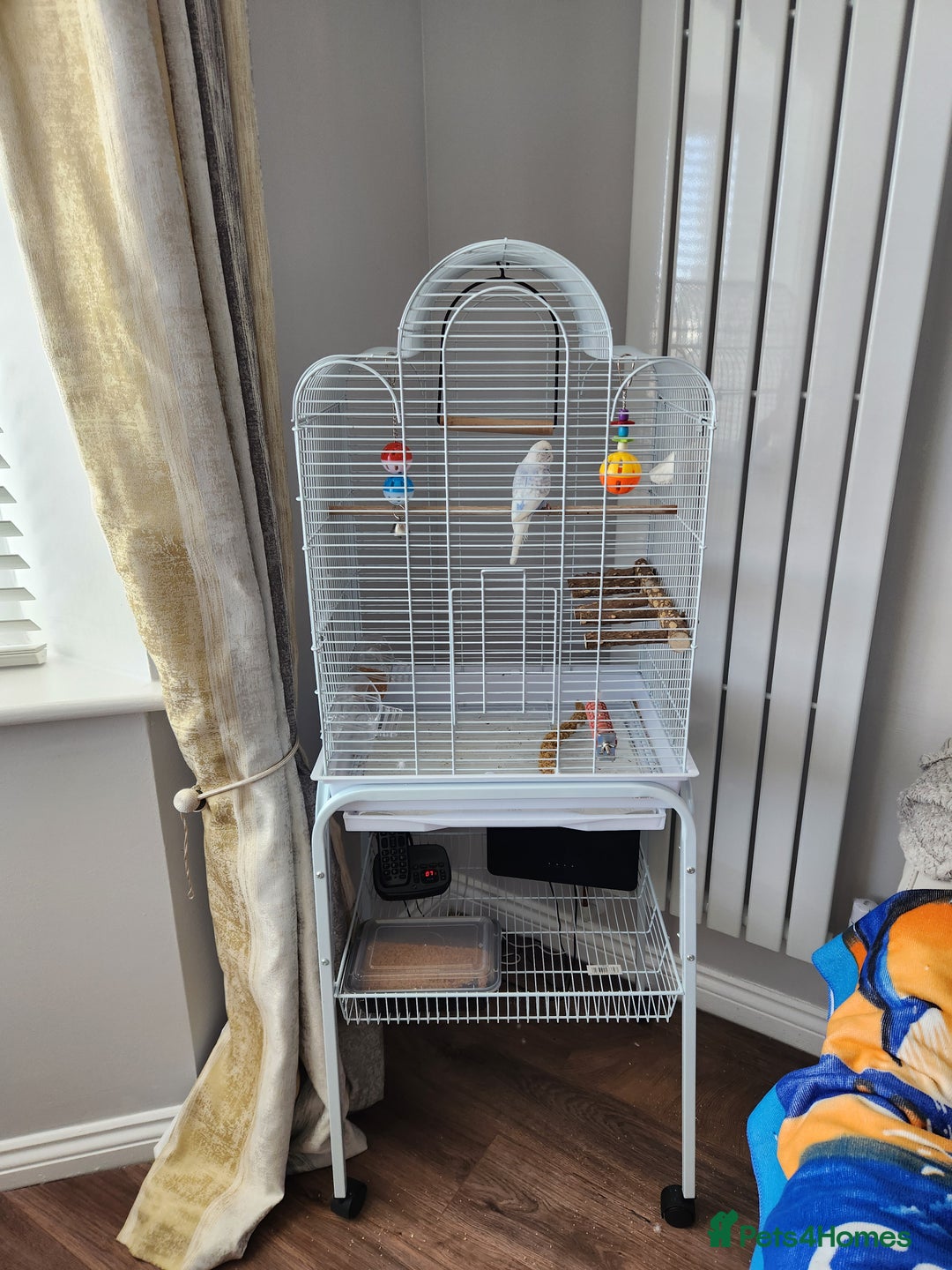 Budgerigars birds for sale: Young female budgie  - Image 3