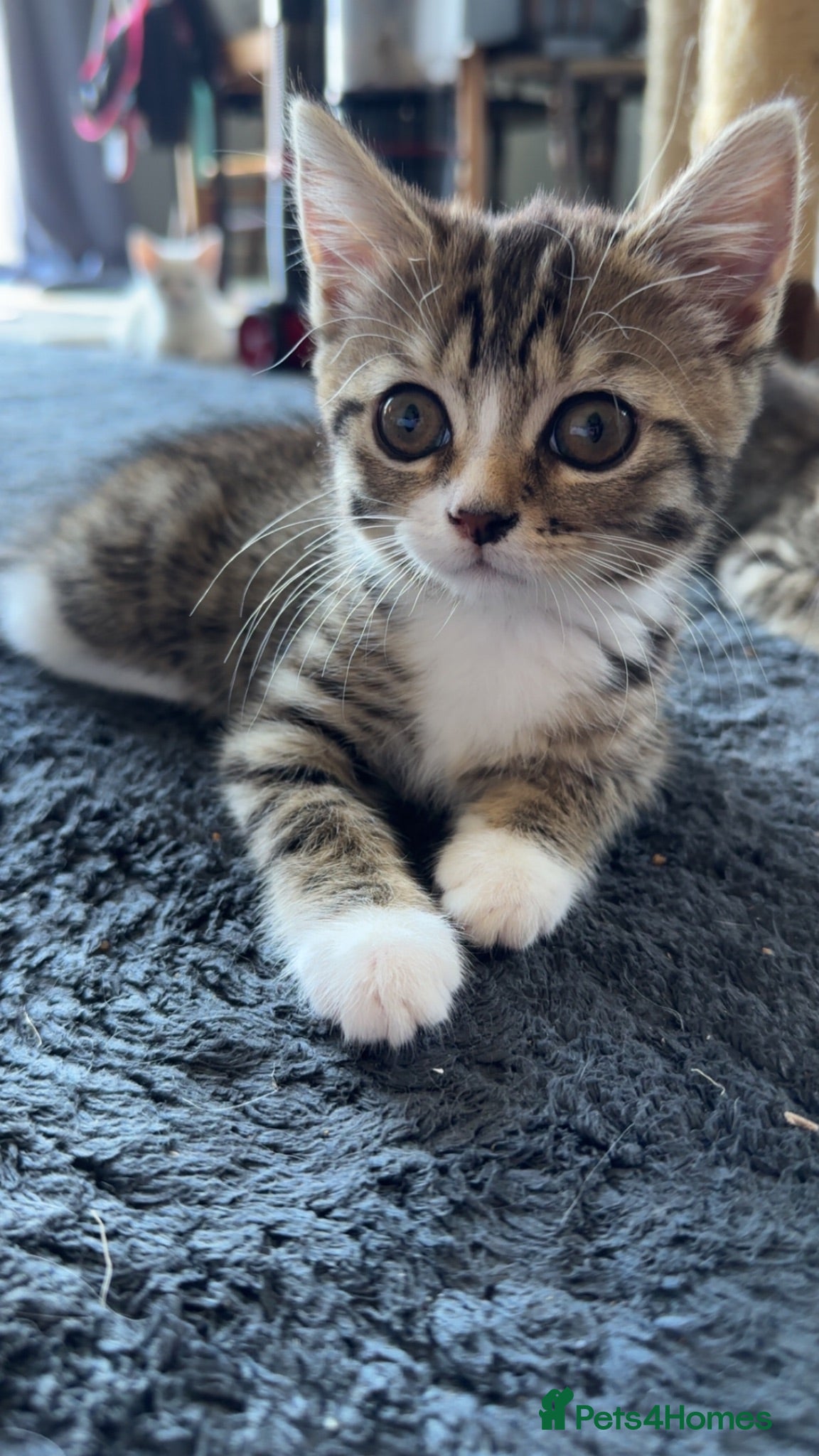 Mixed Breed cats 4 month old female tabby - Advert 6