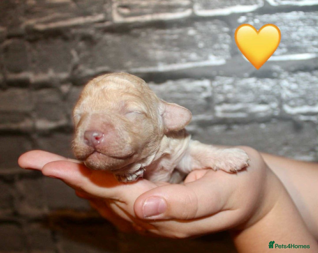 Cockapoo dogs for sale: Health tested Asian toy Cockapoo puppies  - Image 10