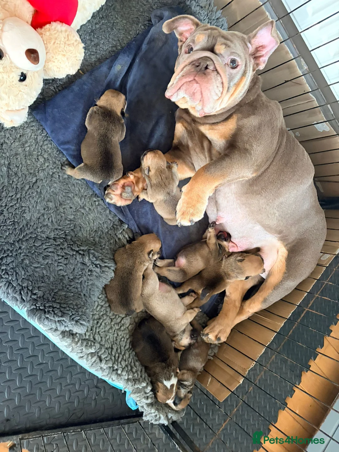 English Bulldog dogs for sale: Bulldog puppies  - Advert 14