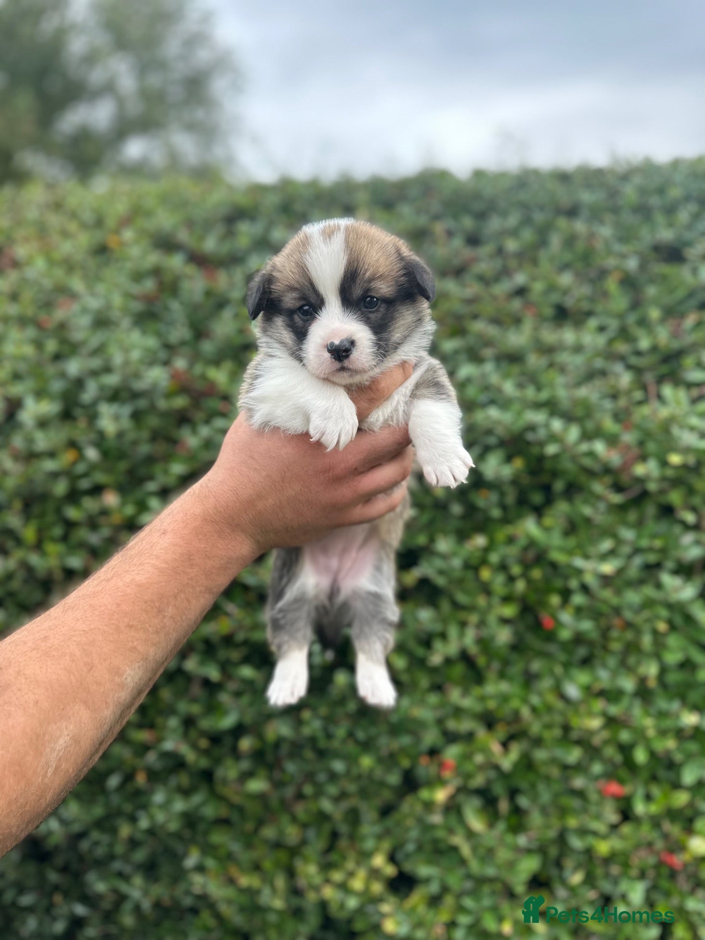 Welsh Corgi Pembroke dogs KC REGISTERED PEMBROKE CORGI PUPS - Advert 9