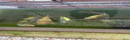 Koi Carp fish for sale: Koi and goldfish looking for new home - Advert 4