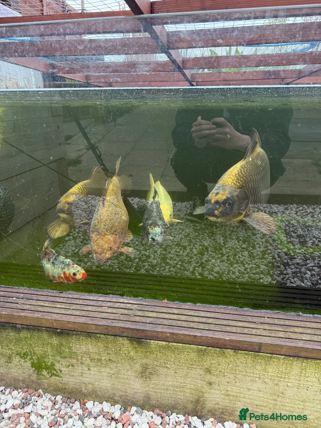 Koi Carp fish for sale: Koi and goldfish looking for new home - Advert 4