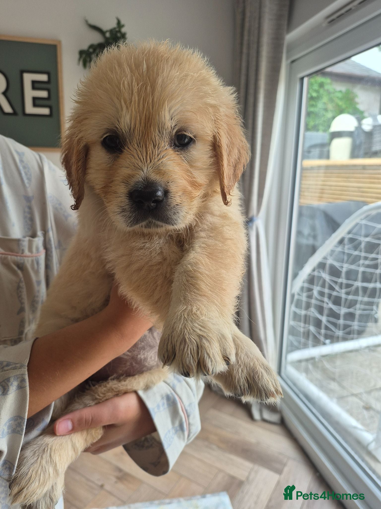 Golden Retriever dogs KC Registered Puppies - 2 x Girls Available - Advert 17
