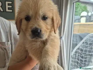 Golden Retriever dogs KC Registered Puppies - 2 x Girls Available - Advert 2