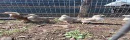 Chickens poultry for sale: Bahama chick's & pilkie chick's  in Cannock - Advert 2