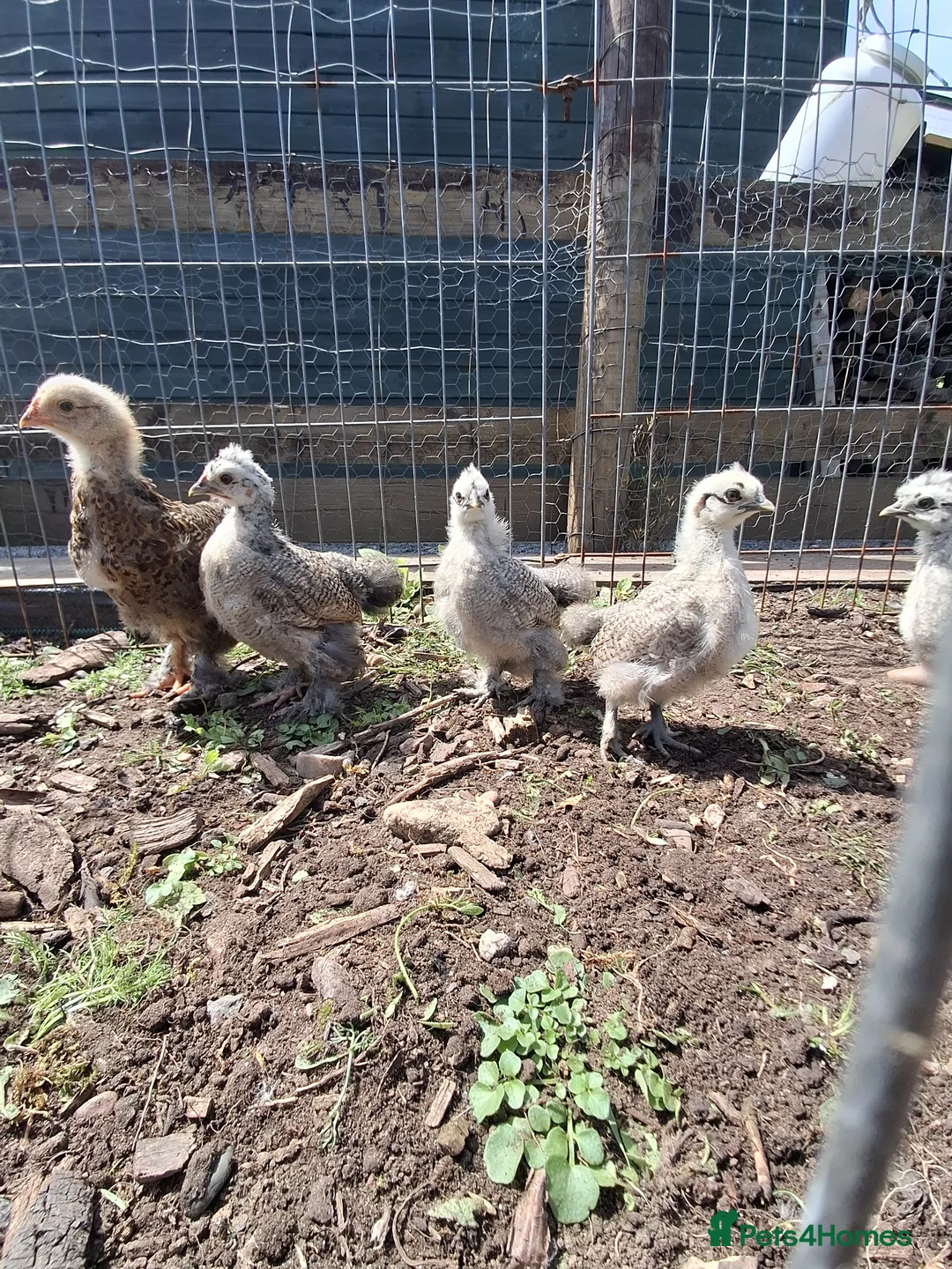 Chickens poultry for sale: Bahama chick's & pilkie chick's  in Cannock - Advert 2