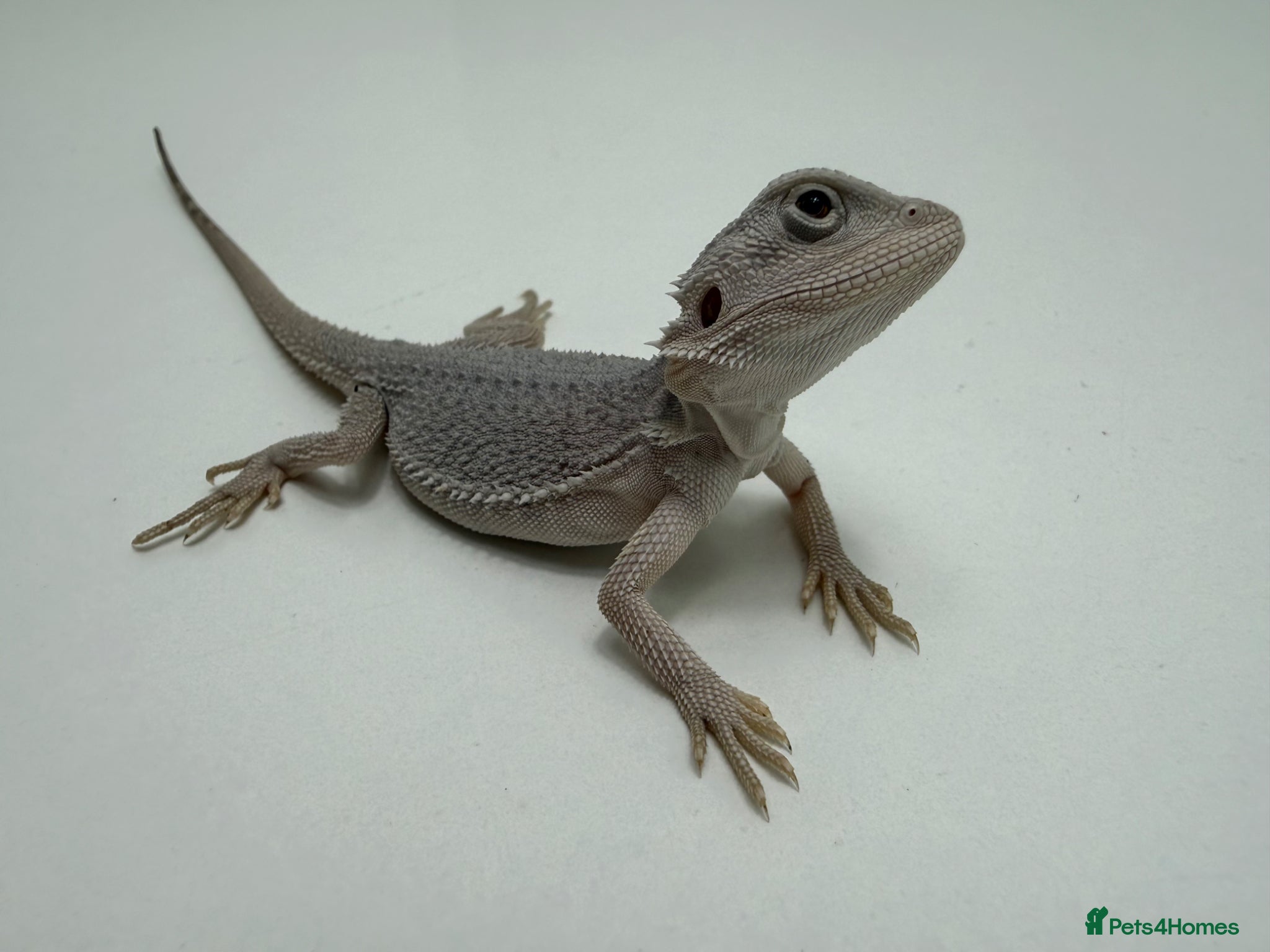 Bearded Dragon reptiles for sale: Hypo Zero Bearded Dragons 🤍 - Advert 1