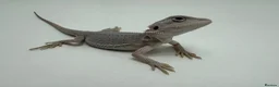 Bearded Dragon reptiles for sale: Hypo Zero Bearded Dragons 🤍 - Advert 1