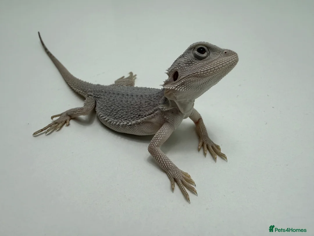 Bearded Dragon reptiles for sale: Hypo Zero Bearded Dragons 🤍 - Advert 1