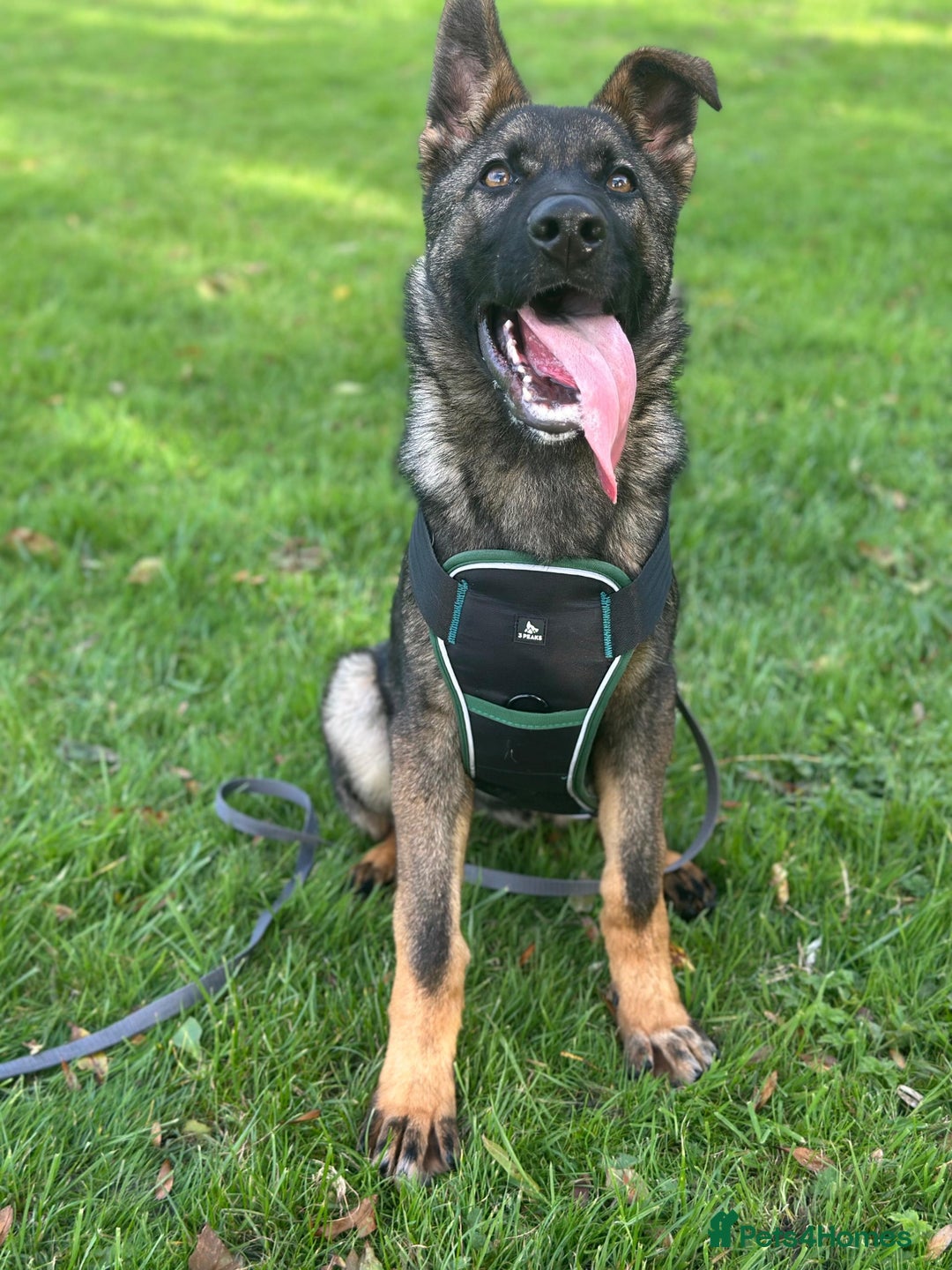 German Shepherd dogs for sale: German Shepherd for sale   - Advert 4