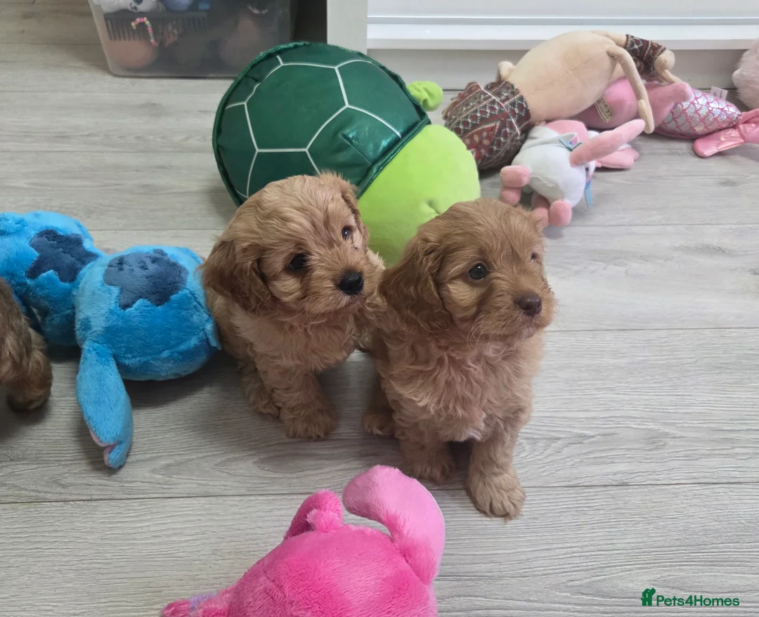 Cavapoo dogs for sale: Beautiful Cavapoo Puppies – Ready from 7th March - Advert 10